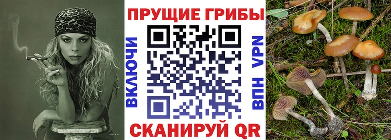 купить   гидра как зайти  Псилоцибиновые грибы прущие грибы  Облучье 